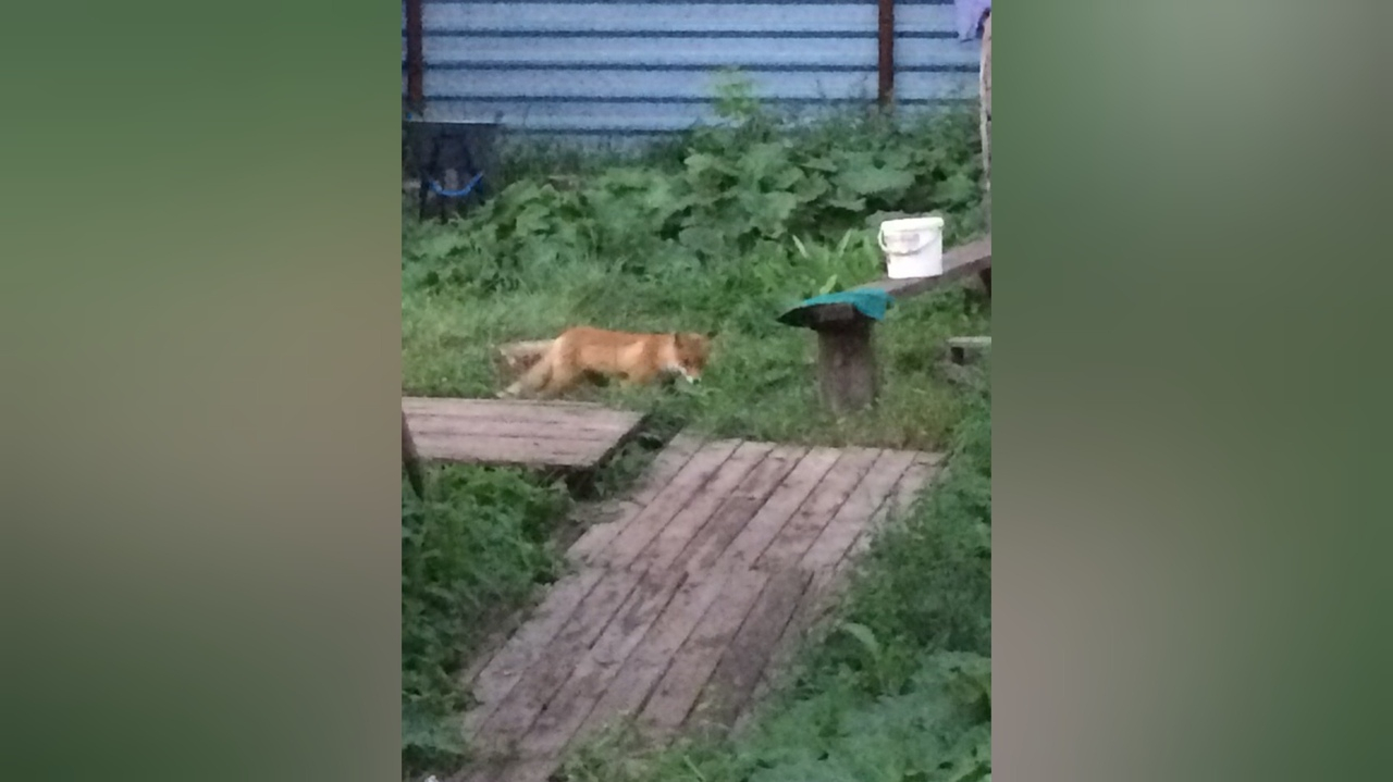 Погрызли пять человек: дикие лисы нападают на ярославцев. Куда звонить