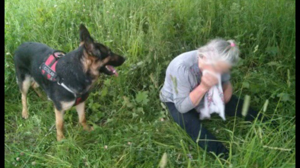 Два жутких дня в лесу: пропавшую под Ярославлем бабушку спасла... собака