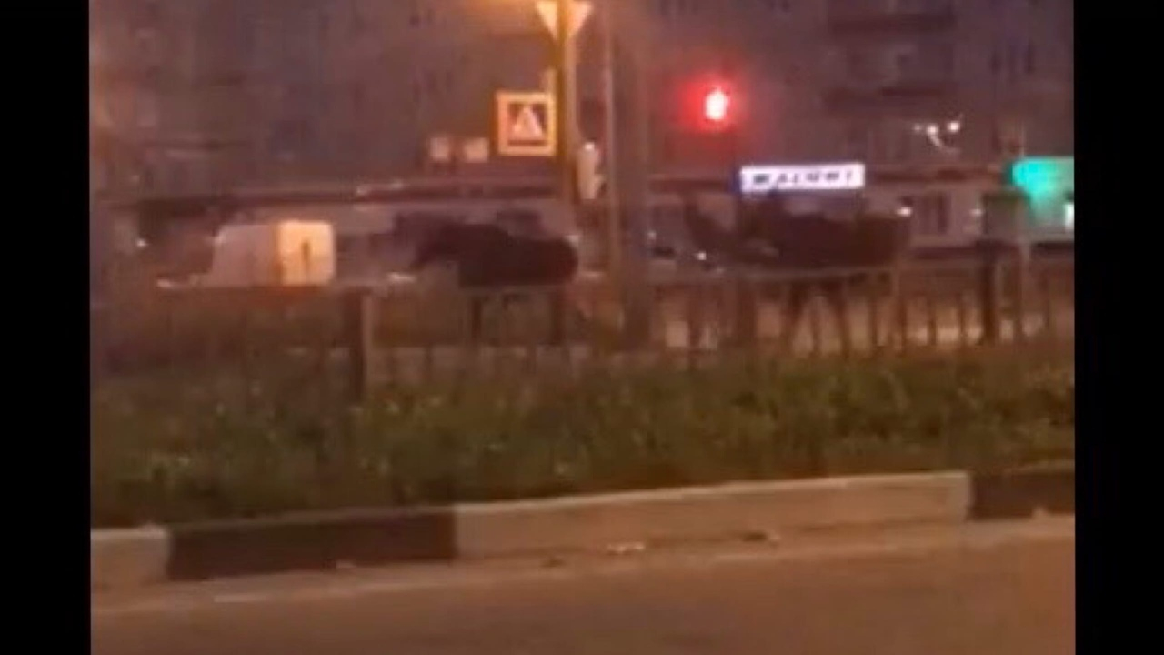 Лоси бегают по Московскому проспекту: видео