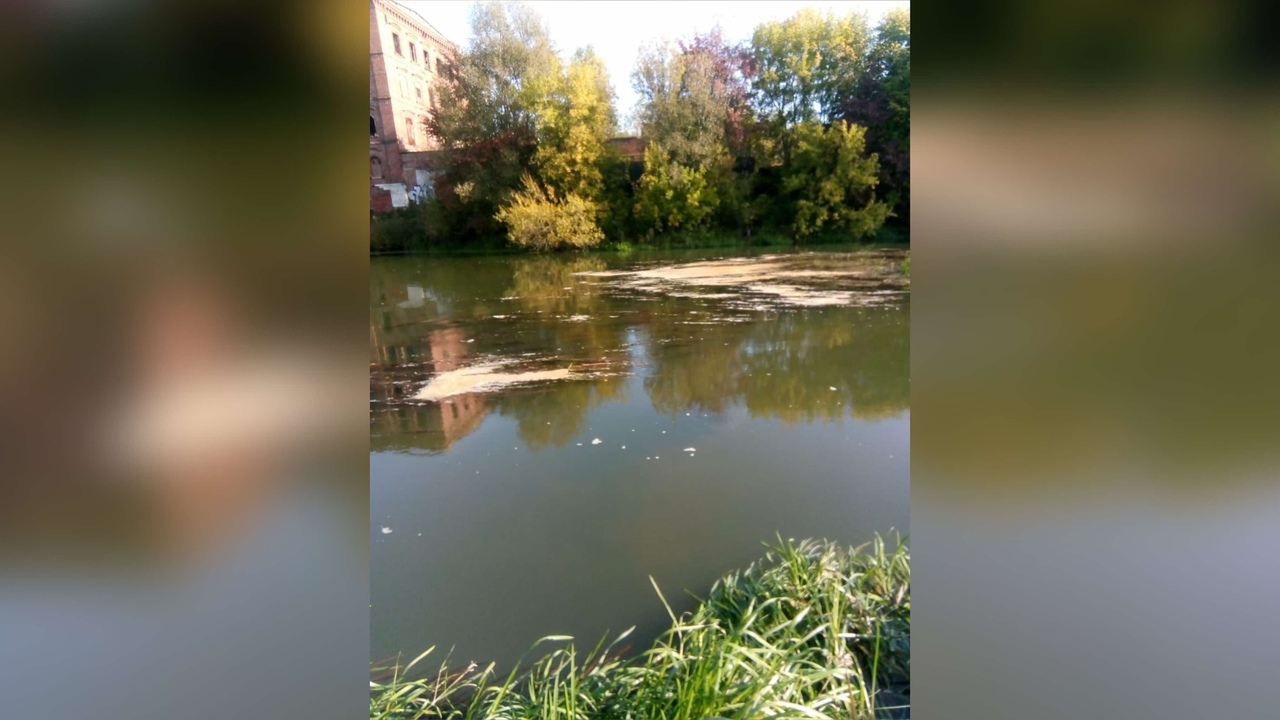 Сбросили навоз в реку: из-за ЧП под Ярославлем жителей лишили воды