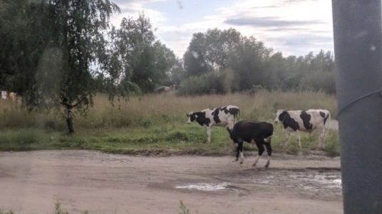 Коровы пасутся прямо на кладбище в Ярославской области