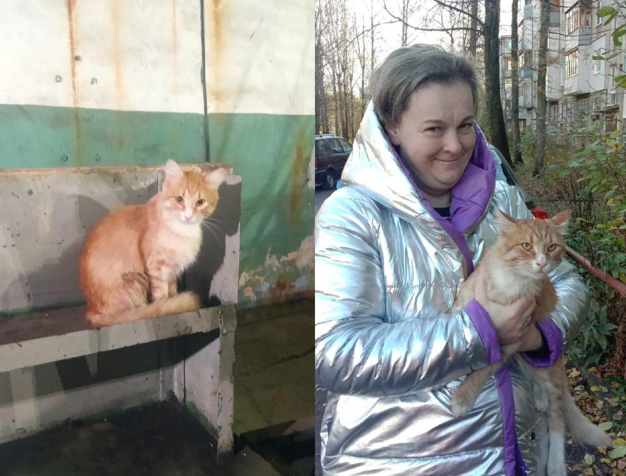"Только номер перепутал": в Ярославле кот-путешественник уехал от хозяев на трамвае в депо