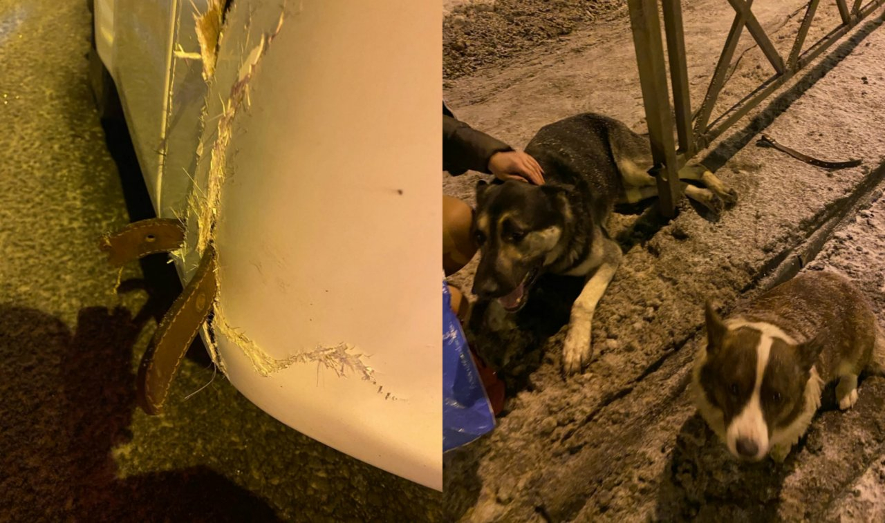 Маршрутка переехала двух собак на глазах у хозяина в Ярославле