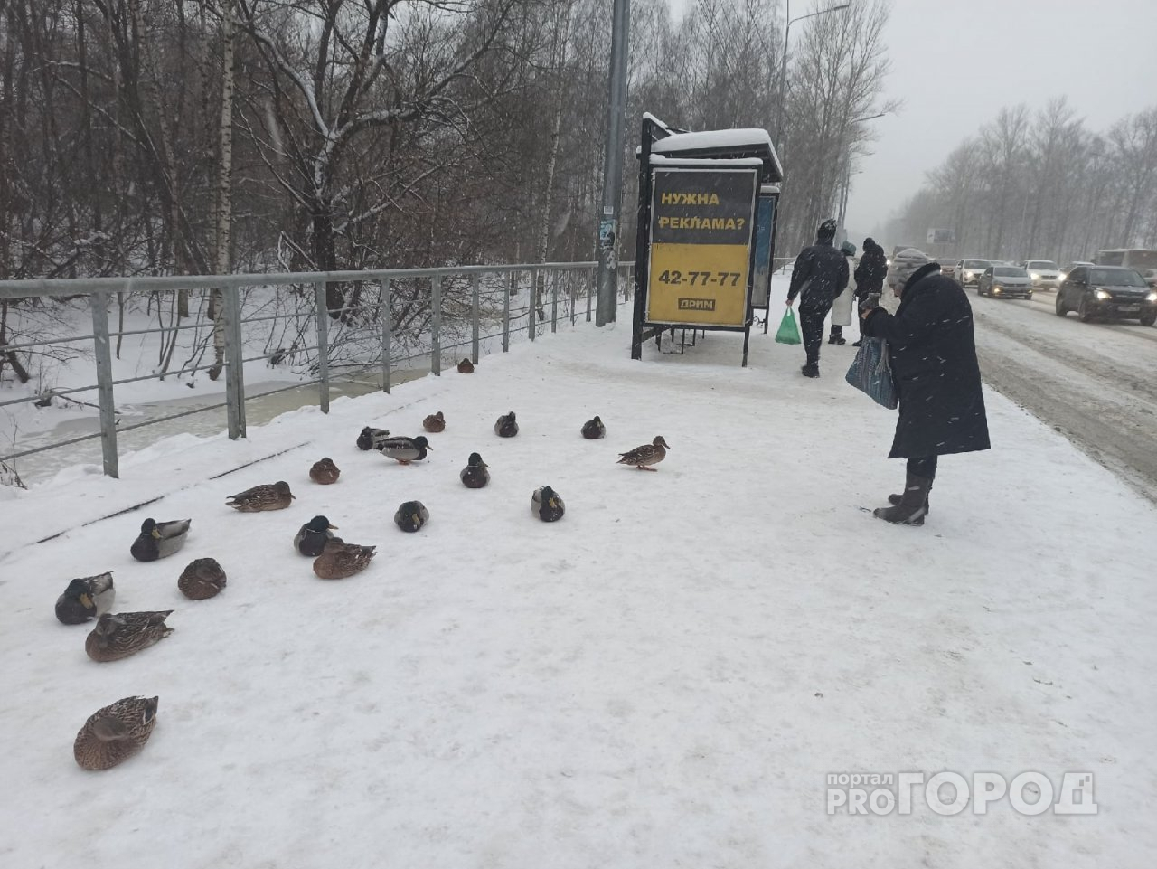Примерзают к льду: в тридцатиградусные морозы утки поселились на остановке Ярославля