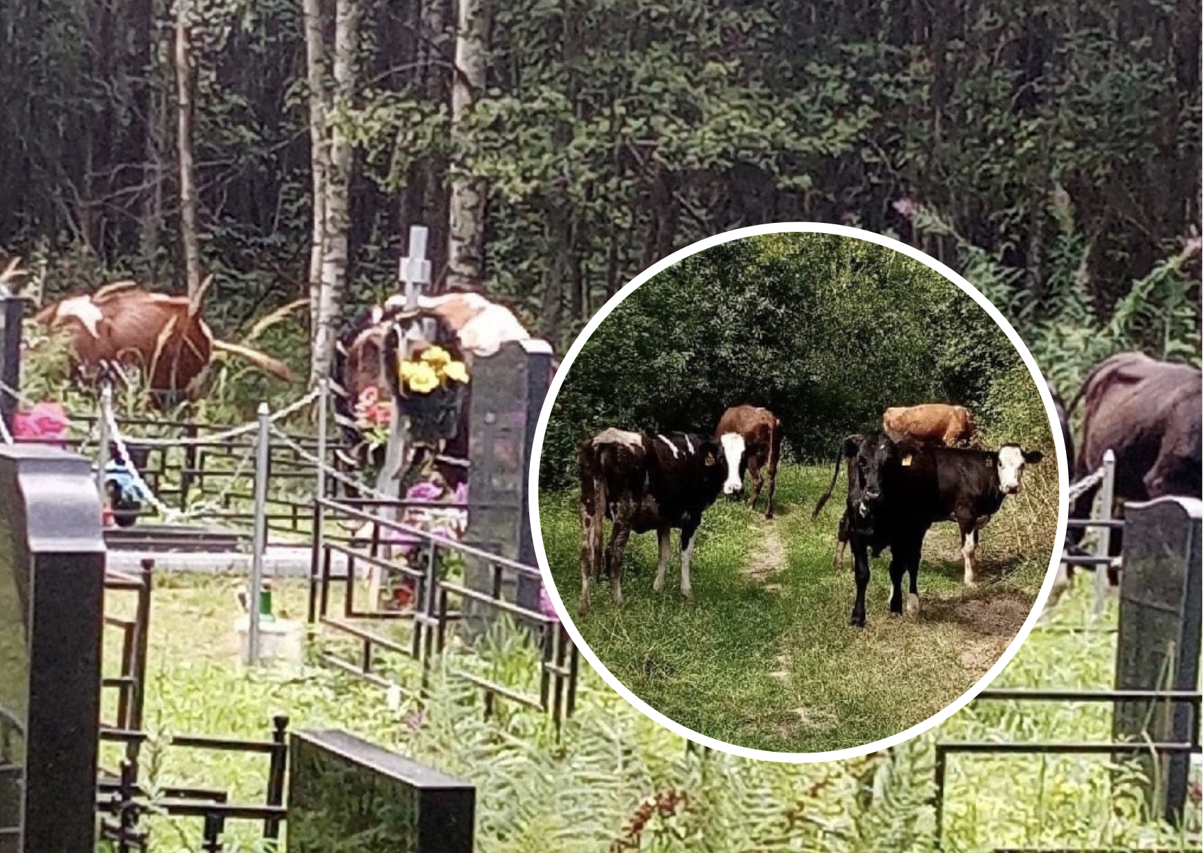 «Люди травятся»: жители Ярославской области жалуются на пасущихся на кладбище коров
