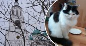 В Ярославле ищут бесследно пропавшего монастырского кота