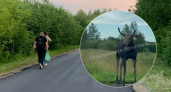 "Красотуля на трассе": в Ярославской области на дороге запечатлели молодого лося