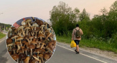 В Ярославской области продолжают собирать богатые урожаи грибов 