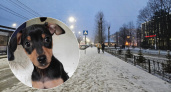 "Обжигают лапки": в Ярославле хозяева собак жалуются на едкие реагенты на дорогах 