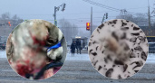 В Ярославле спасли щенка, которому поездом отрезало лапку