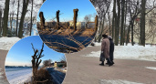 В Ярославле спилят кронированные деревья на Тверицкой набережной