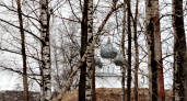 В Ярославской области деревья представляют угрозу жизни детей 