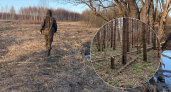 "Может заполыхать": ярославцы переживают из-за поваленных сосен в бору на берегу Волги