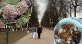 В Ярославской области появились первые грибы