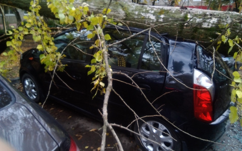 В Ярославле огромное дерево расплющило иномарку: кадры