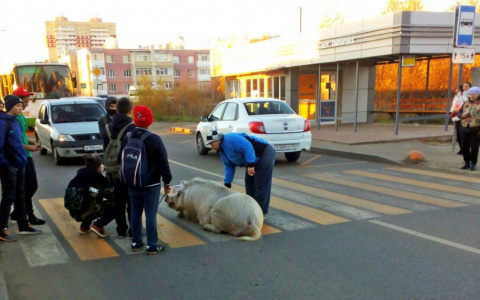 Свинья стала фотомоделью: огромный хряк гуляет с пацанами по Ярославлю. Видео