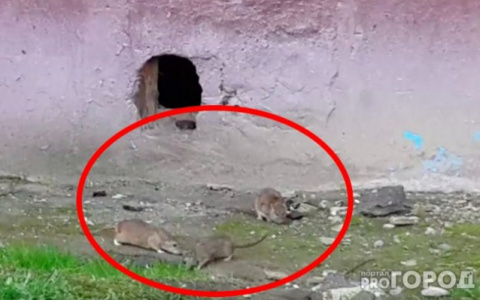 Бешеные крысы бегают по Ярославлю