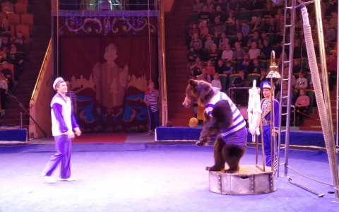 Медведи-канатоходцы, пираты и Дед Мороз: ярославцев приглашают на елку в цирк