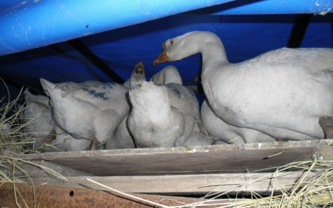 Справка для гуся: птиц без документов отказались пропускать через Ярославскую область