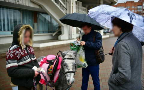 Покажите паспорт: ярославские чиновники проверили лошадей и пони