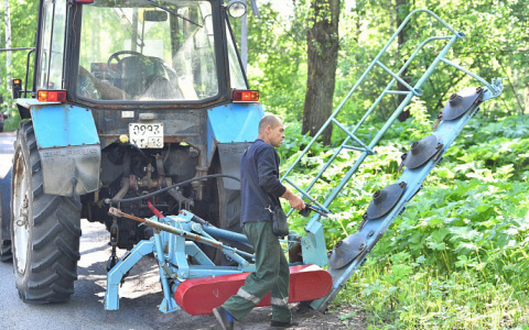 Ядовитые джунгли в Ярославле: чиновники предложили людям самим срезать борщевик