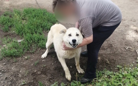 "Выбросили, как ненужный хлам": под Ярославлем собака умирает без еды и воды