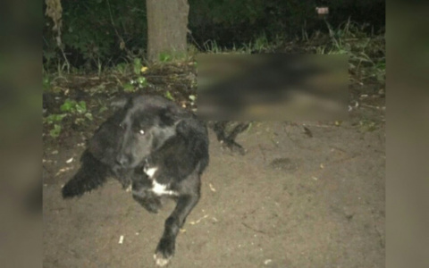 "Собака сидит там уже сутки": ярославцев просят хоронить сбитых на дороге псов