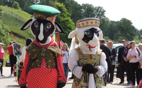 Ярмарка, выставка и мастер-класс по стрижке: фестиваль «Романовская овца» прошел в Ярославской области