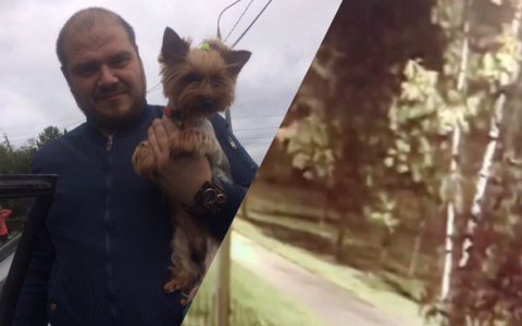 "Ей прокусили мозг": ярославец ищет свидетелей гибели собаки. Видео