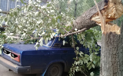 Крышу вмяло в салон: огромное дерево раздавило легковушку в Ярославле