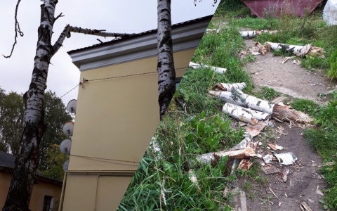 «Ветки летят нам на головы»: в Ярославле на жилой дом рухнуло дерево