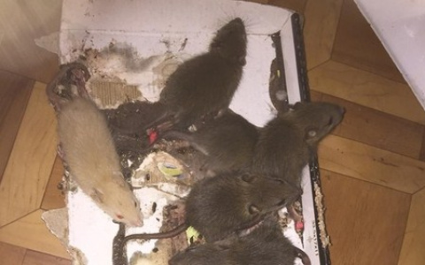 Десятки крыс на кухне: квартиры ярославцев атакуют грызуны