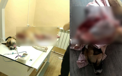 Нашли по кровавому следу: в Ярославле расстреляли собаку
