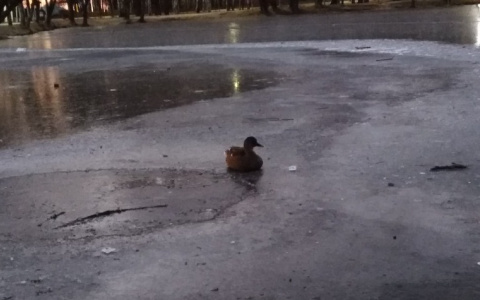 "Вы их кормите": утки массово вмерзают в лед в Ярославле