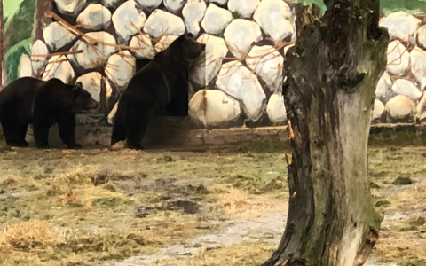 Они остались без мамы: директор зоопарка спас двух братьев-медвежат