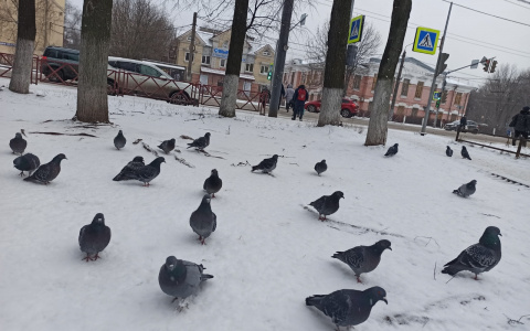 Нарушена пищевая цепочка: эксперты раскрыли последствия бесснежной зимы в Ярославле