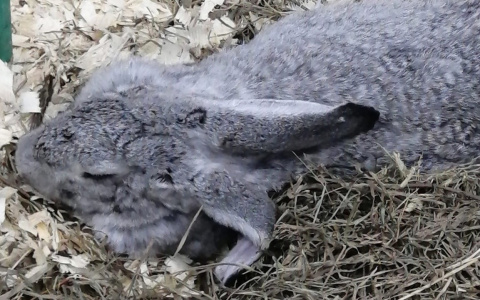 Из лапы струилась кровь: ярославна о жестком обращении с кроликом в контактном зоопарке