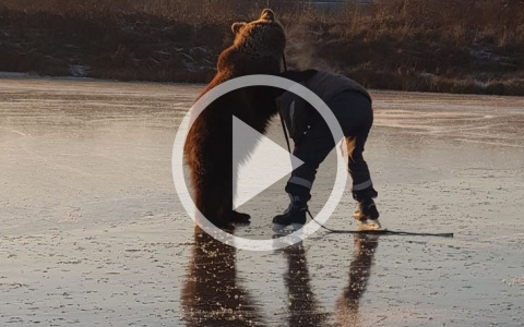 Медведь катил человека по льду: видео из Ярославской области поразило американцев