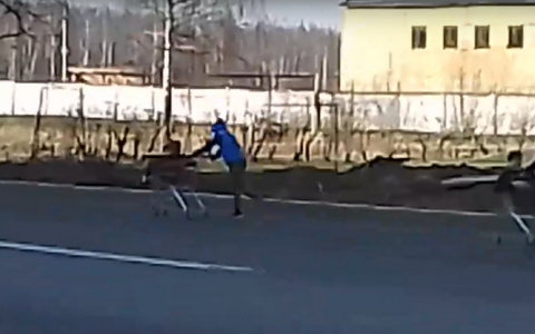 Форсаж по-брагински: ярославские подростки устроили гонку на тележках на дороге