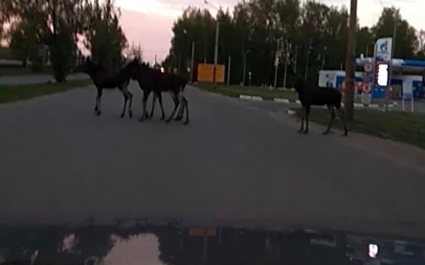 Стадо лосей окружило водителей в Ярославле. Видео