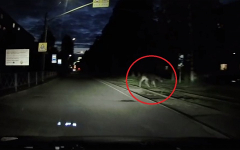 «Рога показались из темноты»: лось выскочил на дорогу в ночном Брагино. Видео